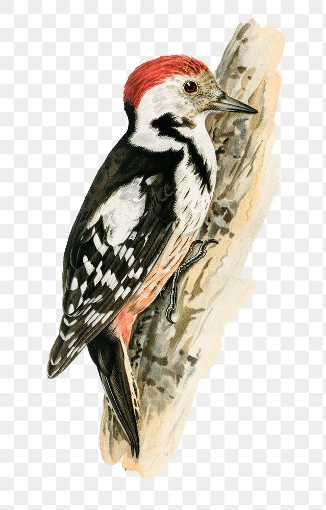 Png middle spotted woodpecker bird hand drawn