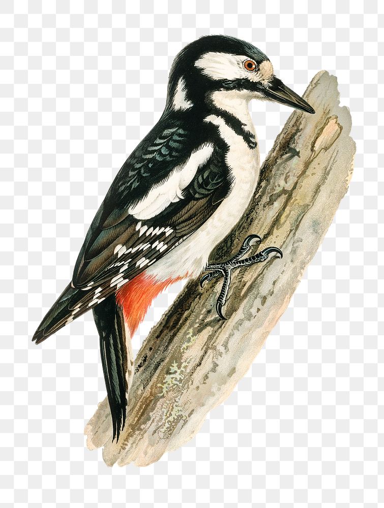 Great spotted woodpecker png bird hand drawn