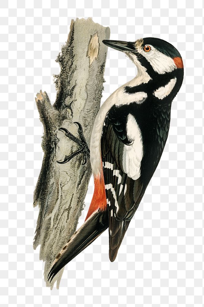 Great spotted woodpecker png bird hand drawn