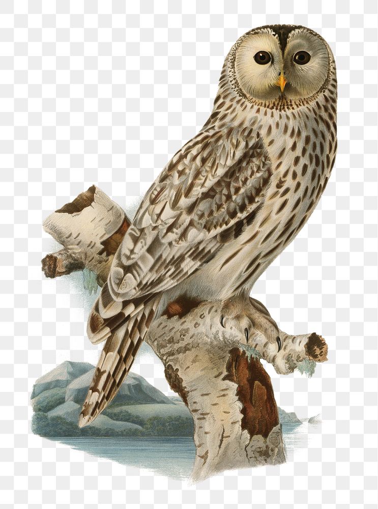 Ural owl bird png hand drawn