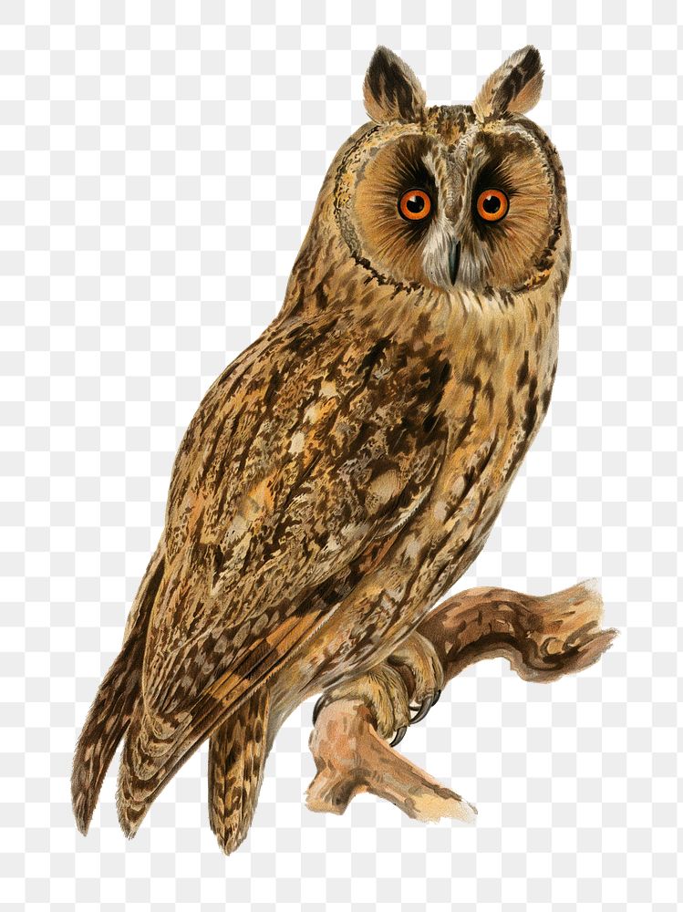 Png long-eared owl bird hand drawn