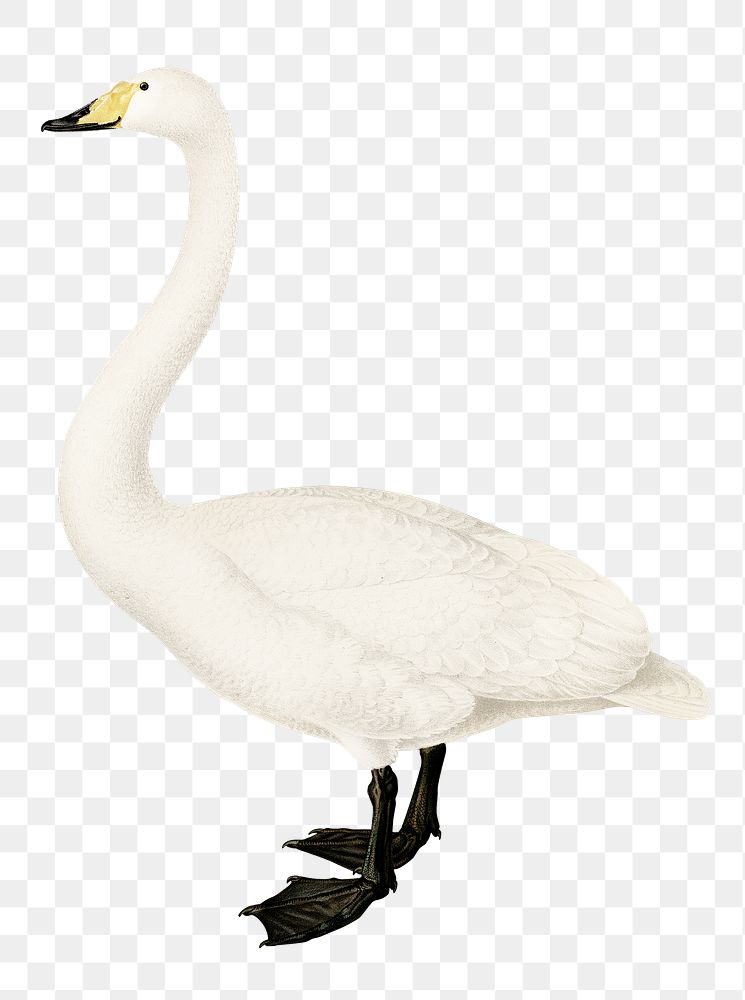 Whooper swan vintage bird png sticker hand drawn