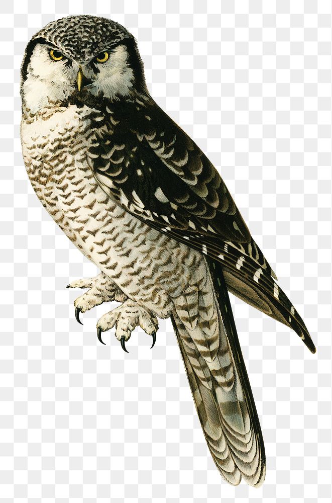Transparent sticker northern hawk owl bird hand drawn