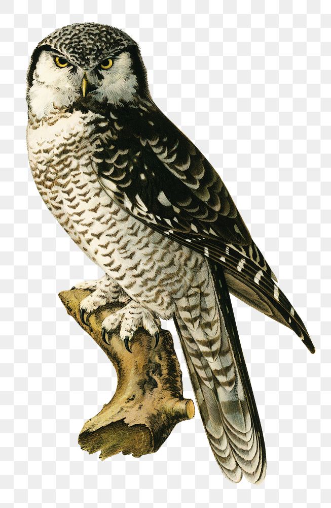 Transparent sticker northern hawk owl bird hand drawn