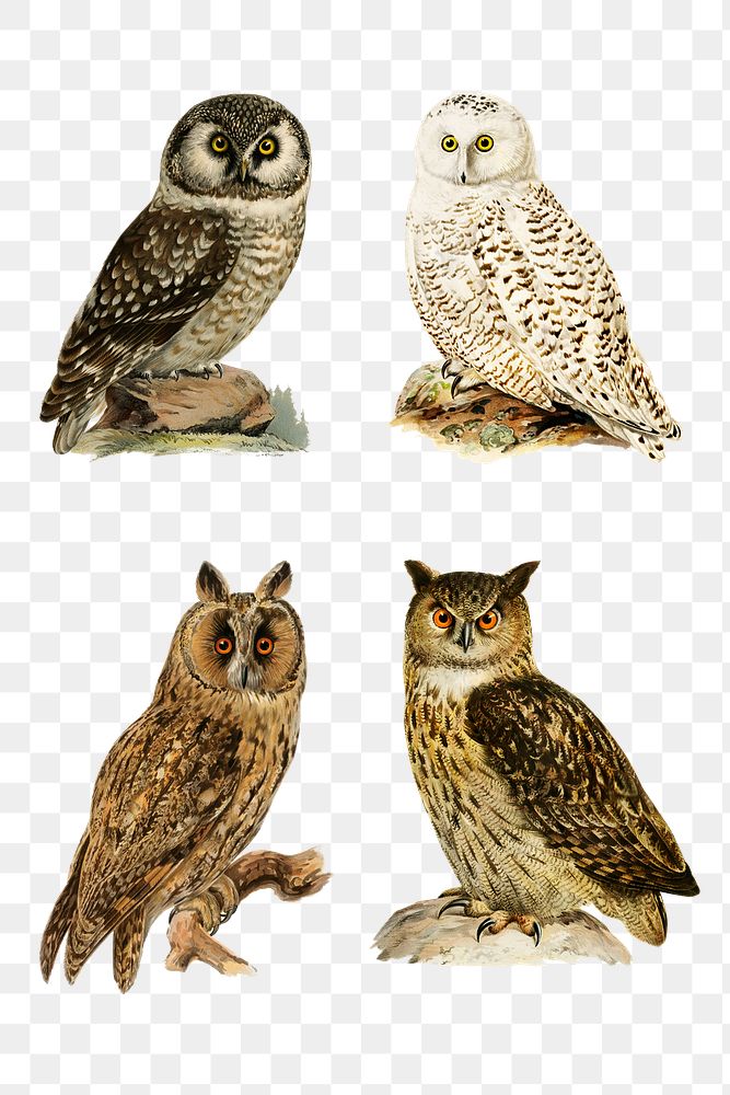 Owl png vintage drawing collection