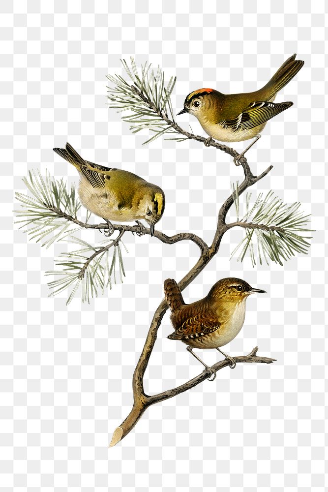 Png sticker eurasian wren bird hand drawn