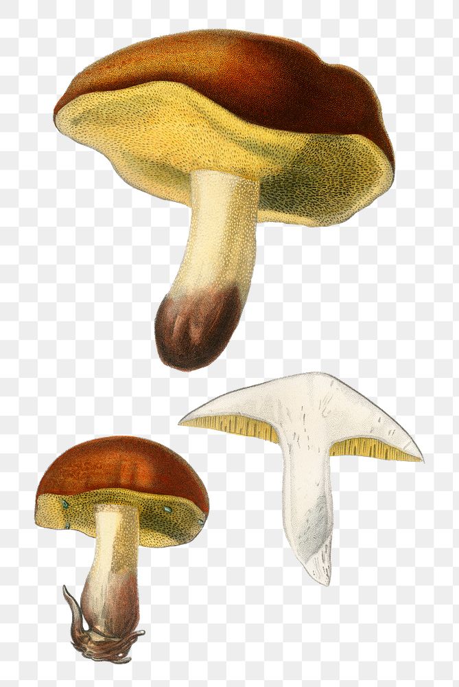 Vintage boletus mushroom png, remix from artworks by Charles Dessalines D'orbigny