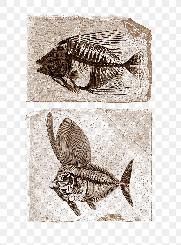 Vintage ray finned fish png, remix from artworks by Charles Dessalines D'orbigny