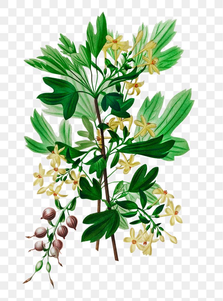 Vintage png golden currant flower, remix from artworks by Charles Dessalines D'orbigny