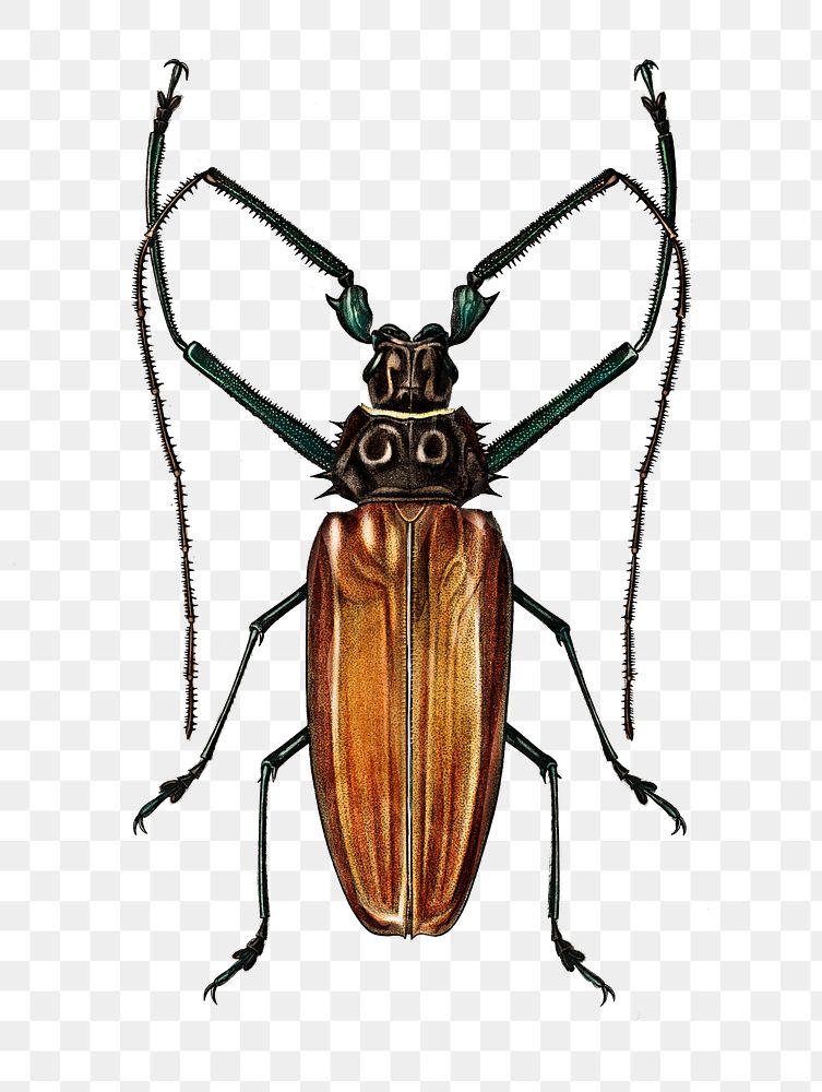 Vintage longhorn beetle png bug, remix from artworks by Charles Dessalines D'orbigny