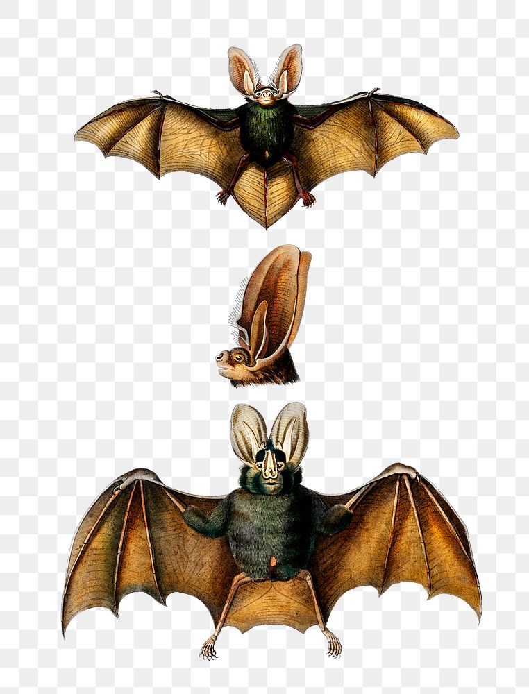Vintage  long-eared bats png animal, remix from artworks by Charles Dessalines D'orbigny