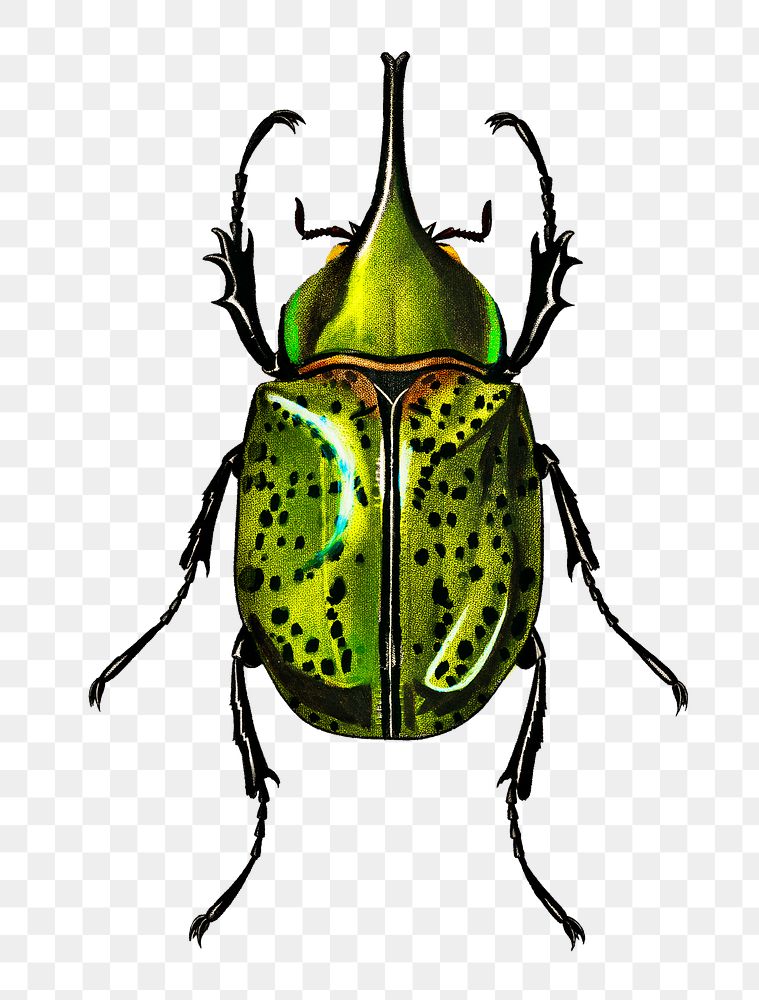 Vintage Eastern Hecules Beetle bug png, remix from artworks by Charles Dessalines D'orbigny