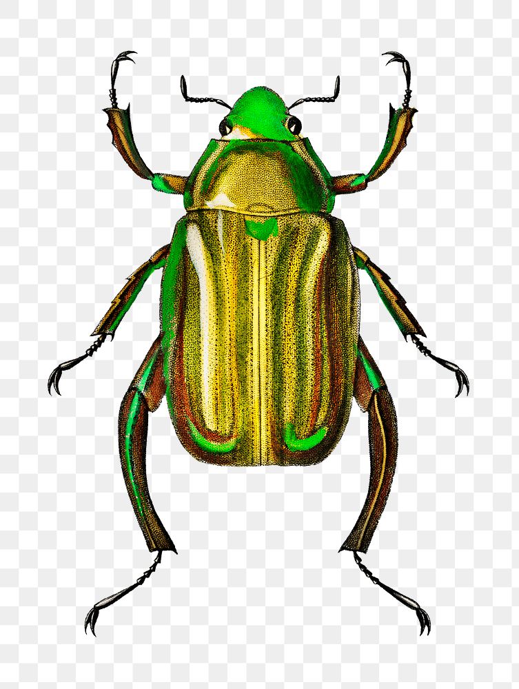 Vintage Chrysina Macropus insect png, remix from artworks by Charles Dessalines D'orbigny