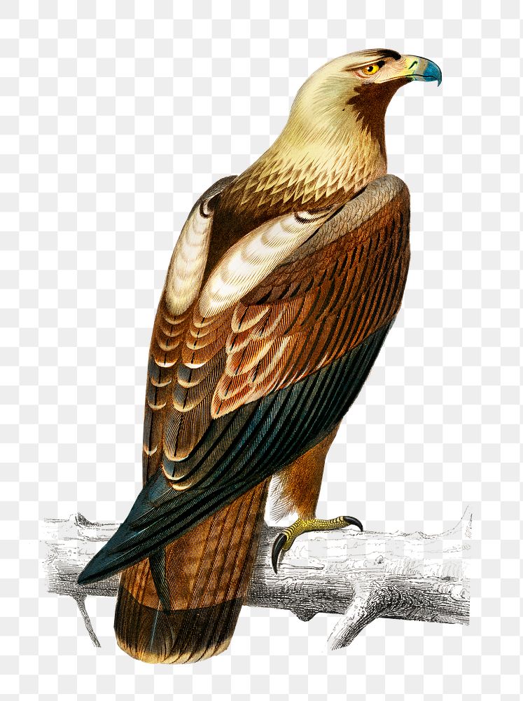 Vintage eastern imperial eagle png, remix from artworks by Charles Dessalines D'orbigny