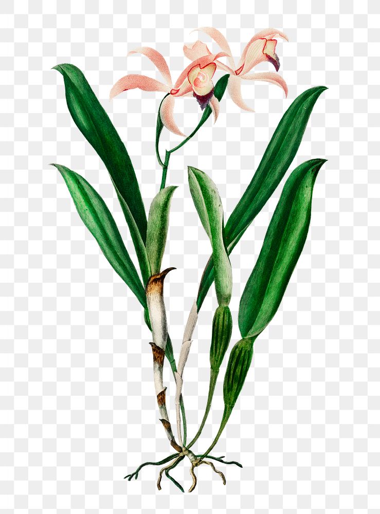 Hand drawn png cattleya orchid flower, remix from artworks by Charles Dessalines D'orbigny