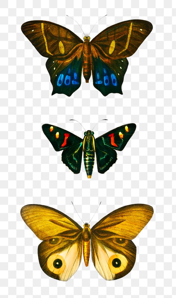 Vintage butterflies and moths png set, remix from artworks by Charles Dessalines D'orbigny