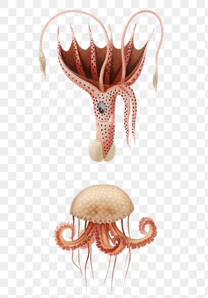Png jellyfish and umbrella squid, remix from artworks by Charles Dessalines D'orbigny
