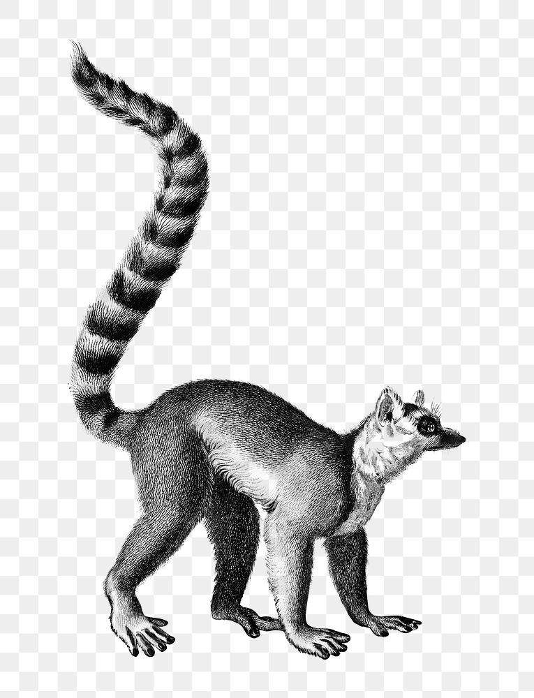 Ringtailed Lemur - Porcelain Animal Figurines — Little Critterz