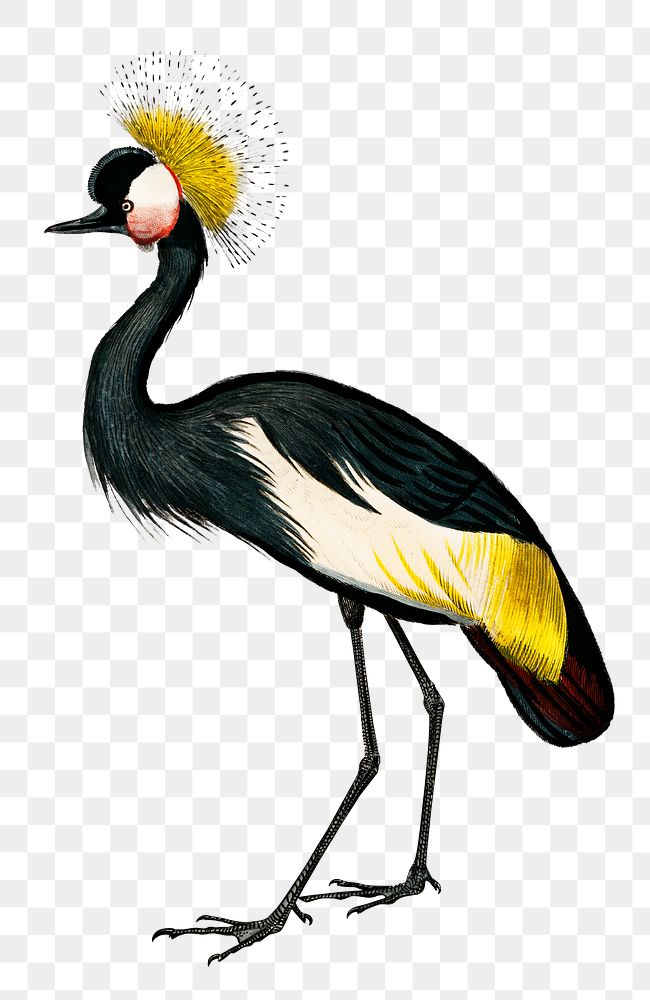 Vintage black crowned crane bird png, remix from artworks by Charles Dessalines D'orbigny
