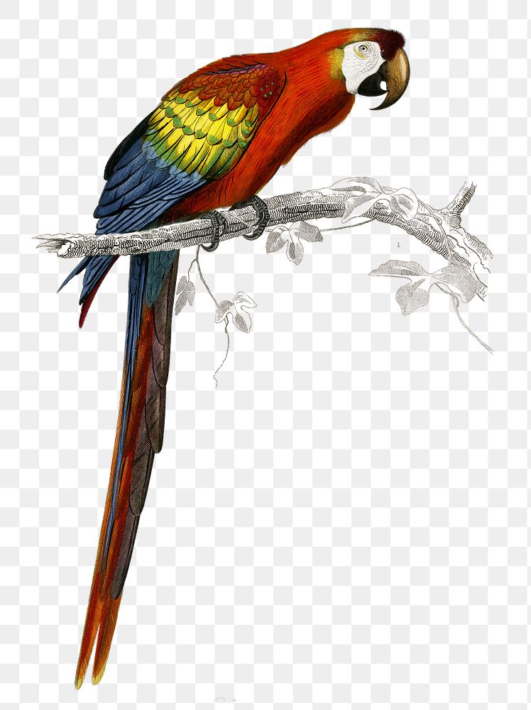 Vintage macaw bird png, remix from artworks by Charles Dessalines D'orbigny