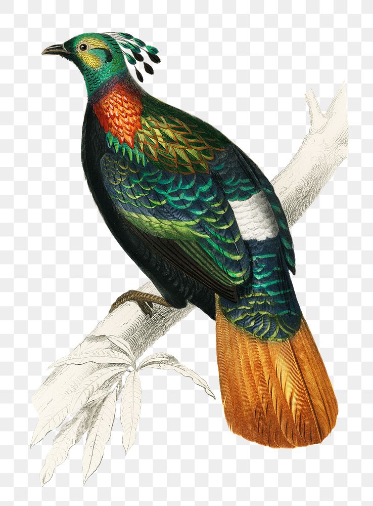 Vintage himalayan monal bird png, remix from artworks by Charles Dessalines D'orbigny