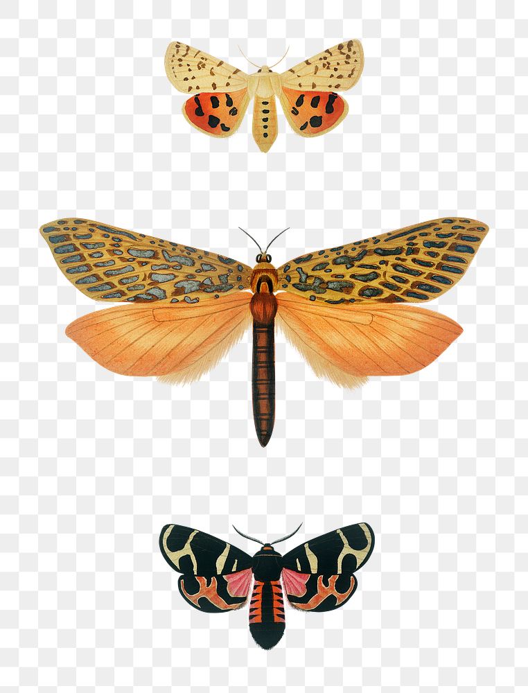 Vintage png butterflies and moths, remix from artworks by Charles Dessalines D'orbigny