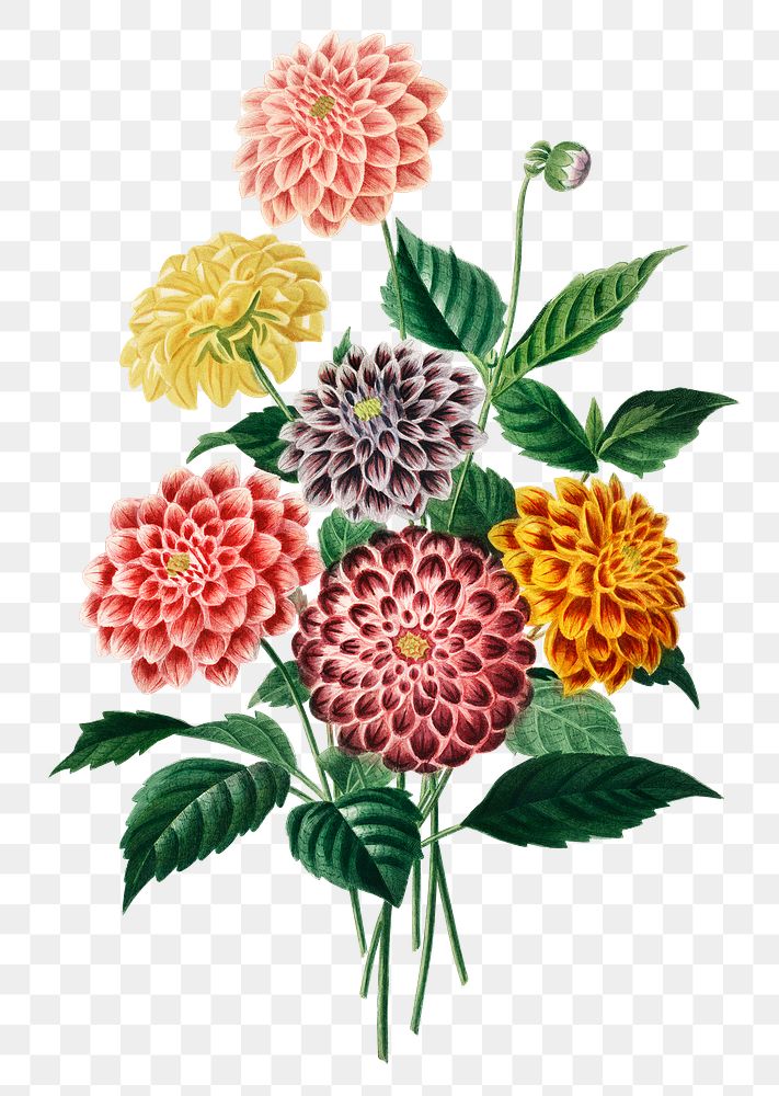 Vintage dahlia png flower, remix from artworks by Charles Dessalines D'orbigny