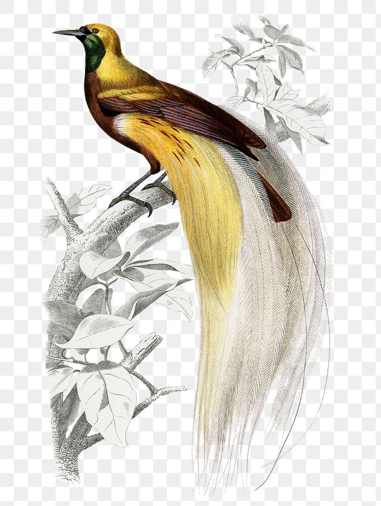 Vintage the greater bird-of-paradise bird png, remix from artworks by Charles Dessalines D'orbigny