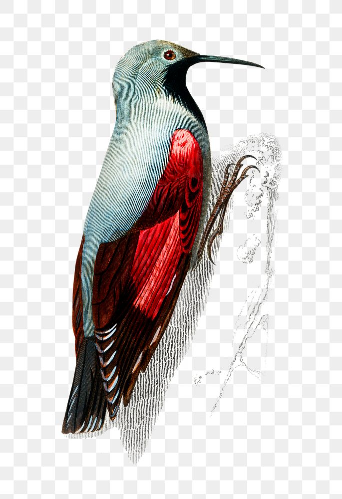 Vintage wood nuthatch bird png, remix from artworks by Charles Dessalines D'orbigny