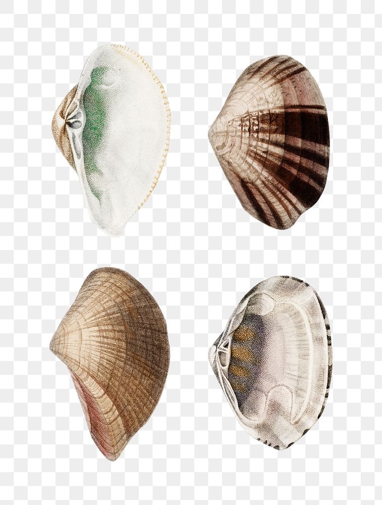 Vintage freshwater clam png shell mollusk, remix from artworks by Charles Dessalines D'orbigny