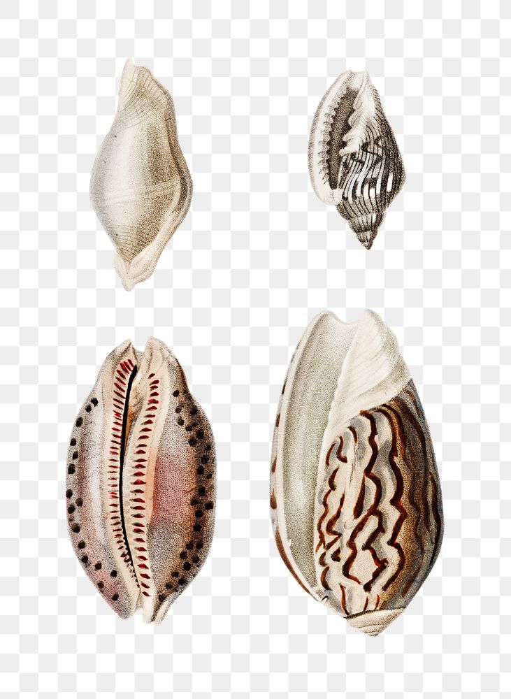 Hand drawn png sea snail set, remix from artworks by Charles Dessalines D'orbigny