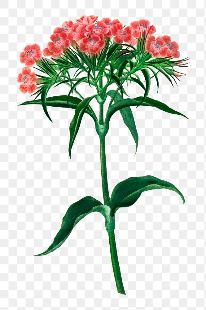 Vintage png sweet william flower, remix from artworks by Charles Dessalines D'orbigny