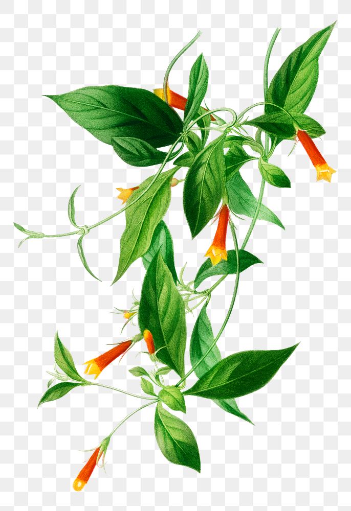 Candy corn vine png flower, remix from artworks by Charles Dessalines D'orbigny