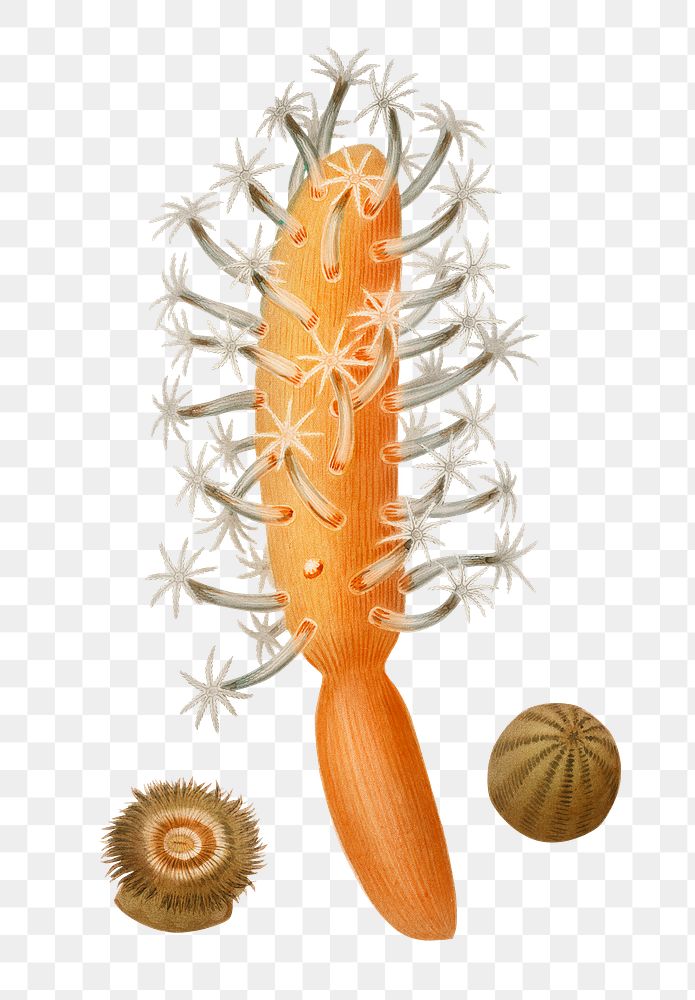 Vintage png sea carrot, remix from artworks by Charles Dessalines D'orbigny