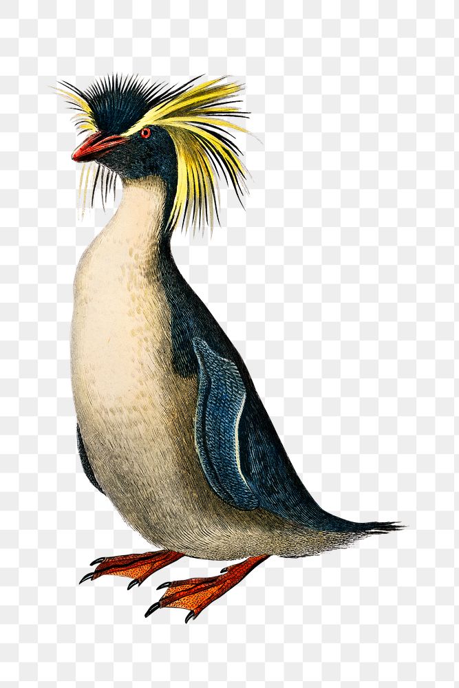 Vintage rockhopper penguin bird png, remix from artworks by Charles Dessalines D'orbigny