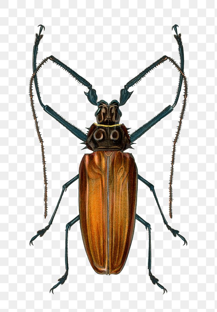 Vintage giant longhorn beetle png bug, remix from artworks by Charles Dessalines D'orbigny