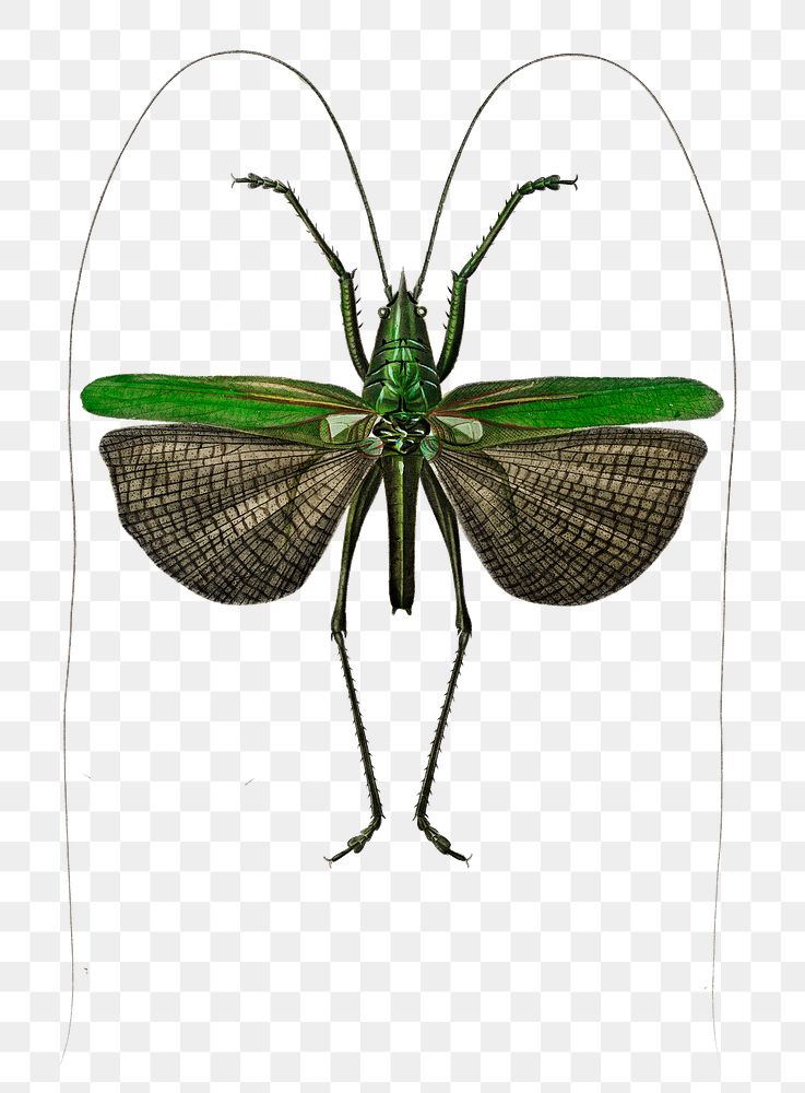 Vintage grasshopper of six points png insect, remix from artworks by Charles Dessalines D'orbigny