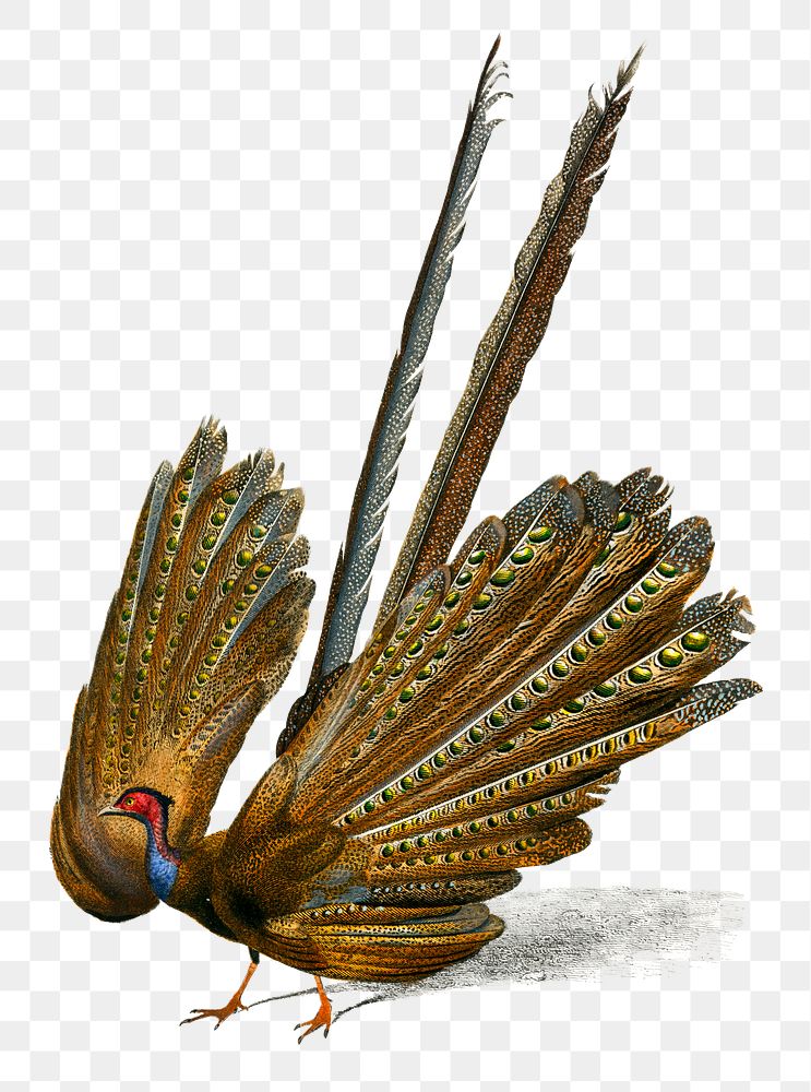 Vintage great argus bird png, remix from artworks by Charles Dessalines D'orbigny