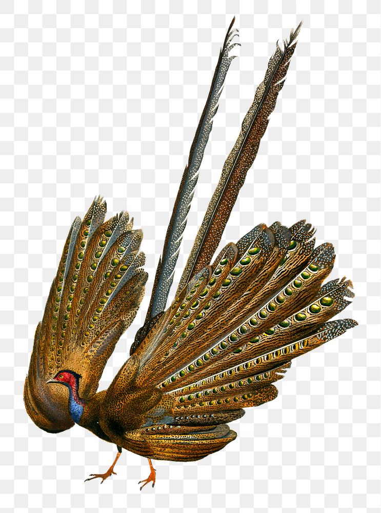 Vintage great argus bird png, remix from artworks by Charles Dessalines D'orbigny