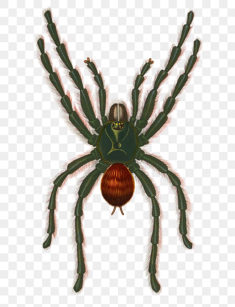 Vintage avicularia avicularia spider png, remix from artworks by Charles Dessalines D'orbigny