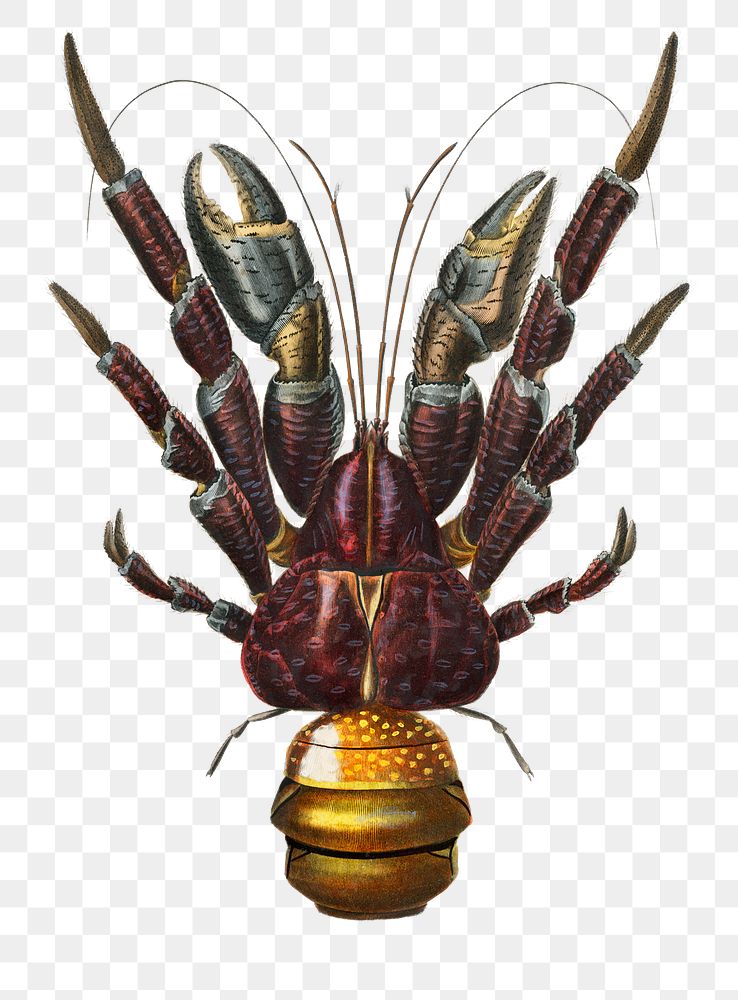 Hand drawn png coconut crab, remix from artworks by Charles Dessalines D'orbigny