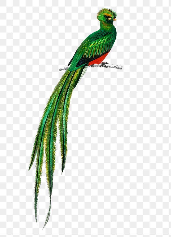 Vintage pavonine quetzal  bird png, remix from artworks by Charles Dessalines D'orbigny