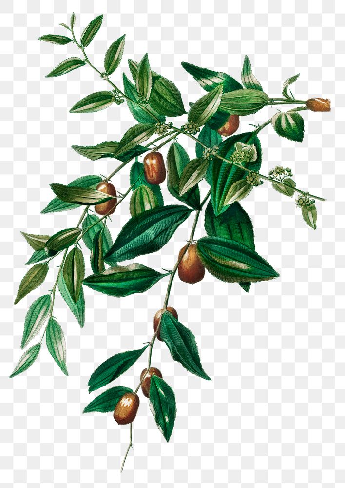 Jujube red date png plant, remix from artworks by Charles Dessalines D'orbigny