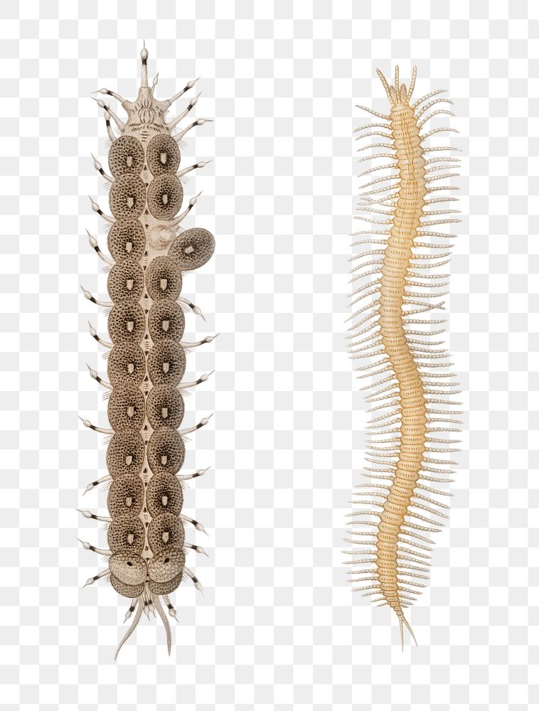 Hand drawn png bristle worm marine Polychaete, remix from artworks by Charles Dessalines D'orbigny