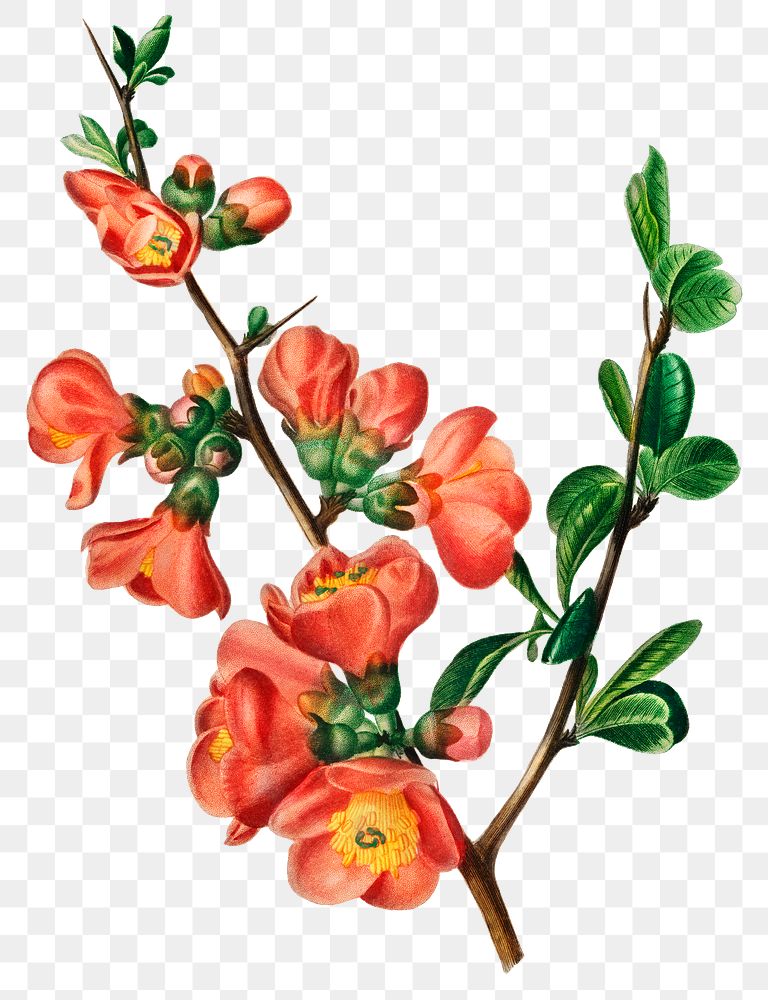 Hand drawn png Japanese quince flower, remix from artworks by Charles Dessalines D'orbigny