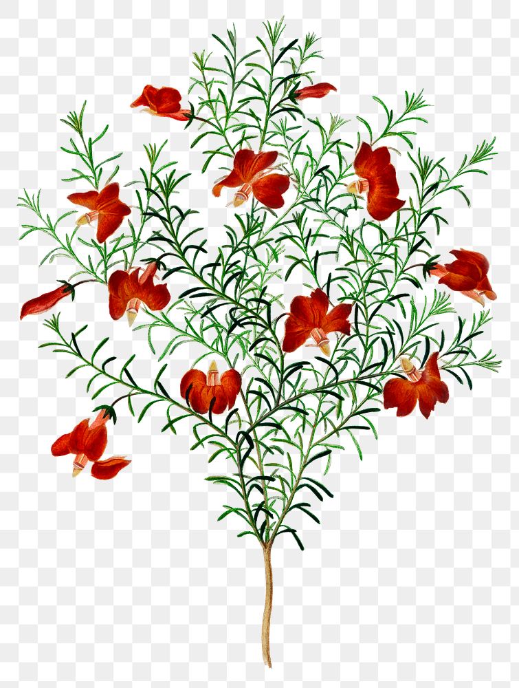 Red leschenaultia png flower, remix from artworks by Charles Dessalines D'orbigny
