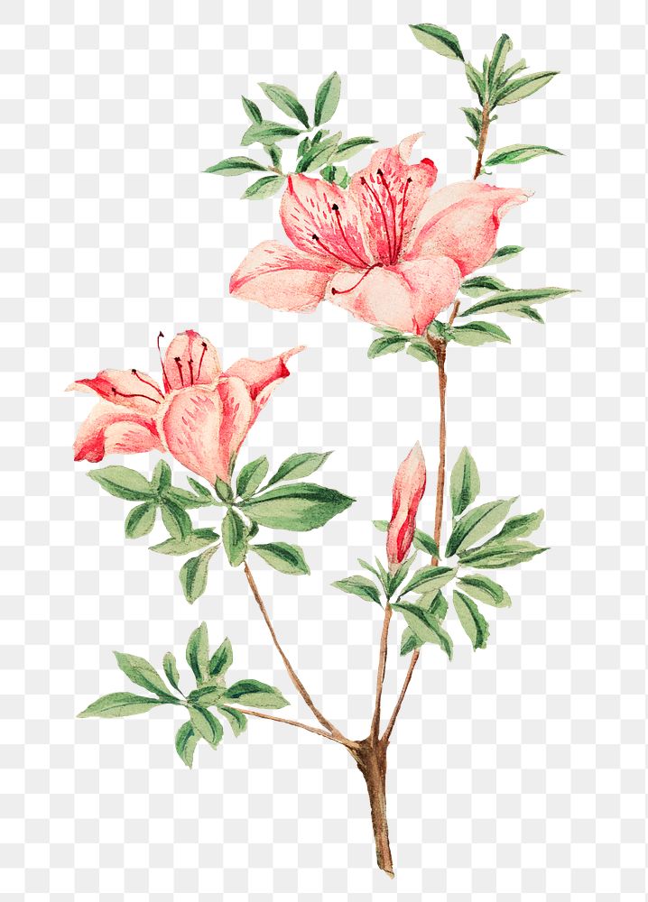 Vintage Japanese azalea flowers png art print, remix from artworks by Megata Morikaga