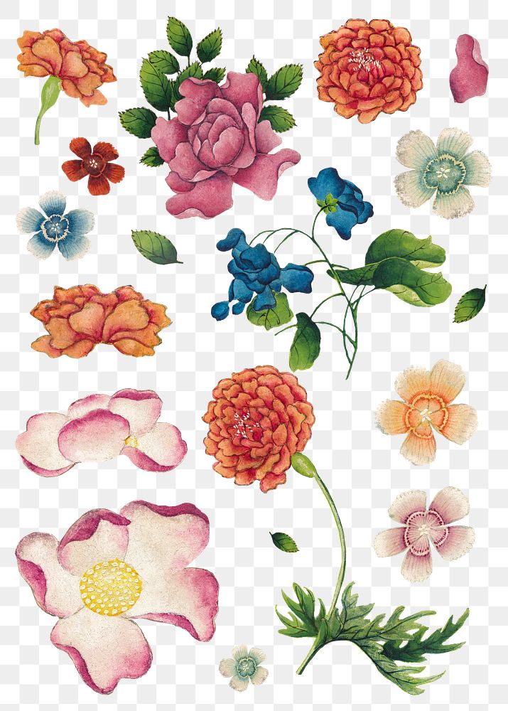 Flower png design element set, remix from artworks by Zhang Ruoai