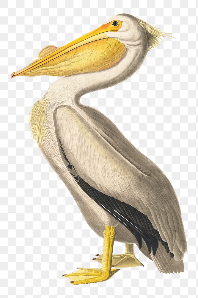 White pelican bird png sticker from John James Audubon's American White Pelican, vintage collage element on transparent…