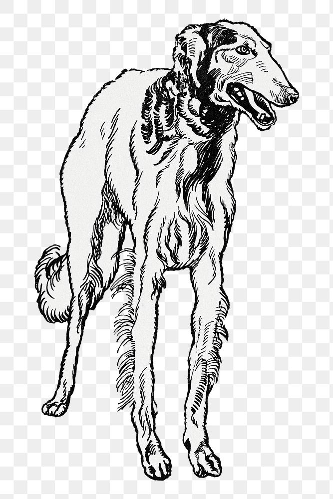 Png Greyhound vintage dog illustration, remixed from artworks by Moriz Jung